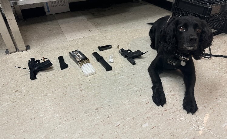 K9 Ace laying beside guns, clicking leads to facebook post