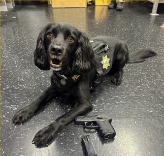 K9Ace with gun clicking on picture will lead to Facebook post